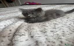 Ragdoll cats for sale: Two Blue Gray Ragdoll & Turkish angora - Image 8