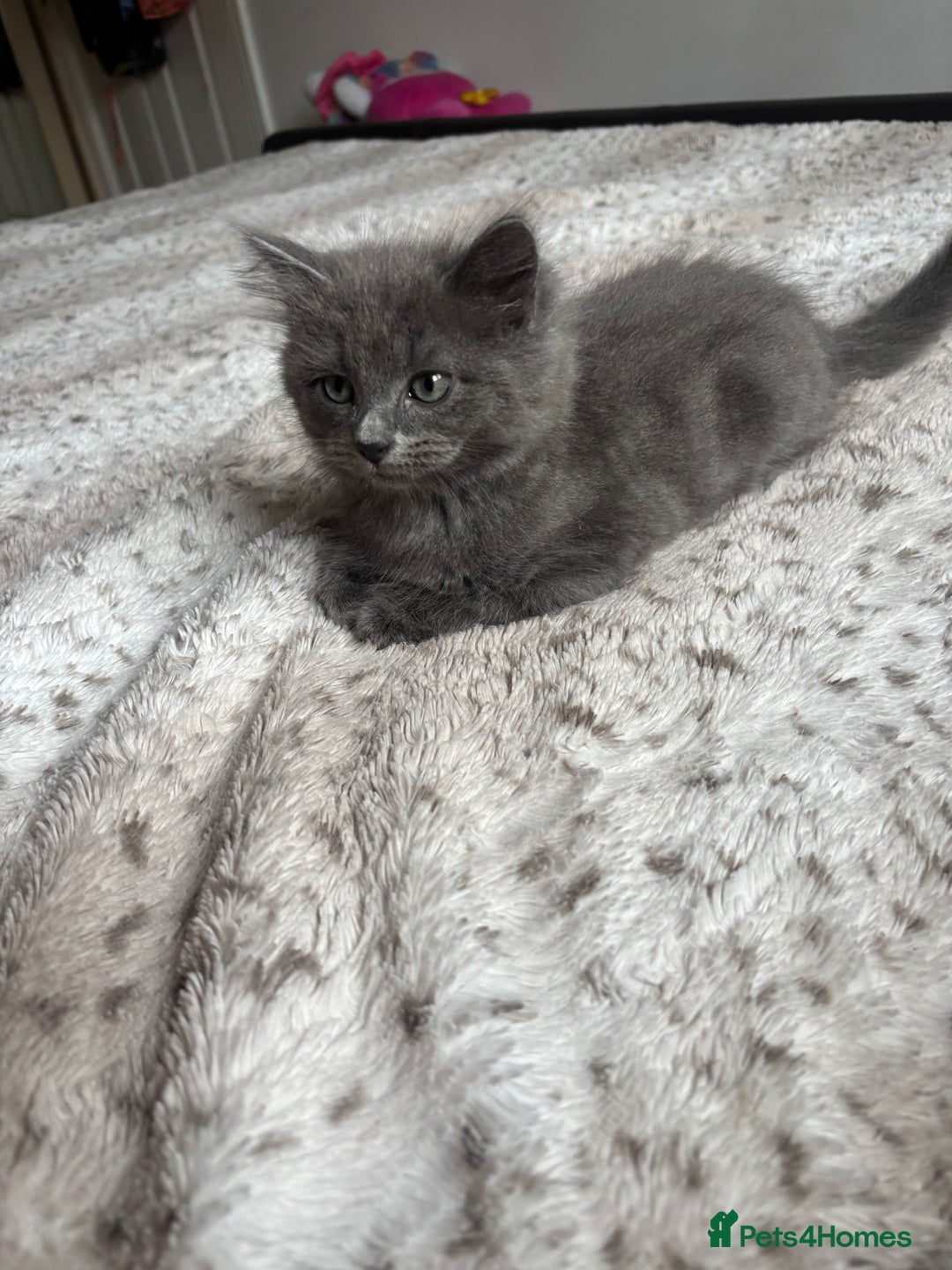Ragdoll cats for sale: Two Blue Gray Ragdoll & Turkish angora - Image 8