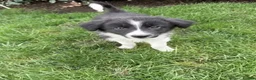 Border Collie dogs for sale: Beautiful border collie puppies - Advert 3