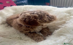 Maltipoo dogs for sale: Toy Maltipoo puppies  - Image 2