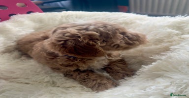 Maltipoo dogs - Advert 2
