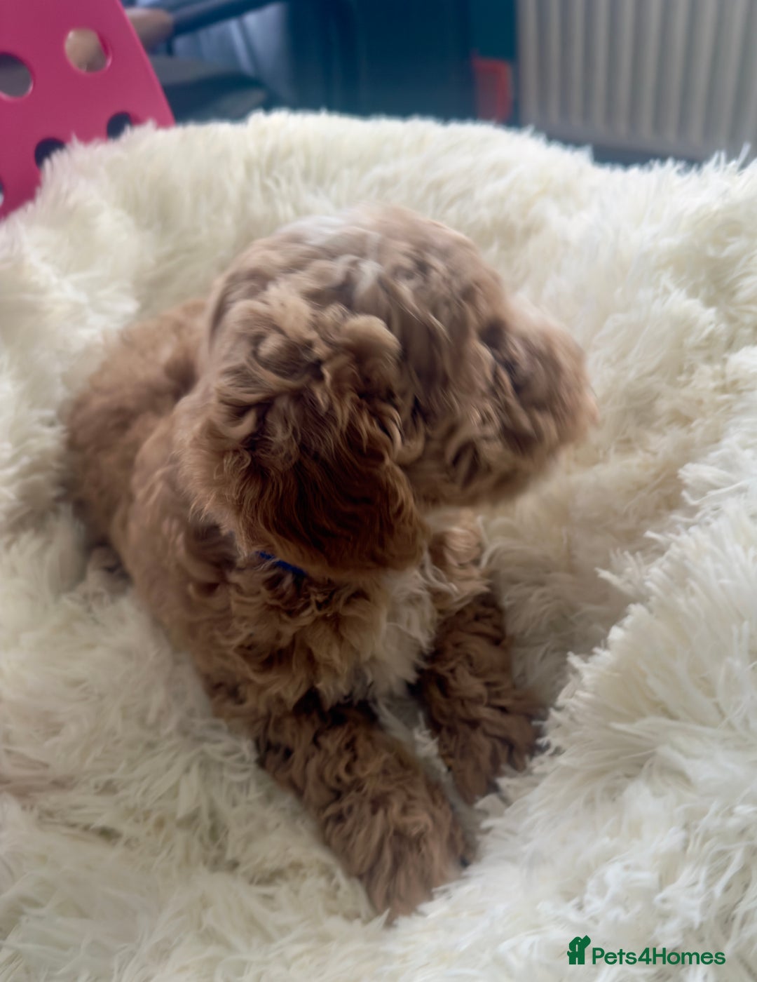Maltipoo dogs for sale: Toy Maltipoo puppies  - Image 2