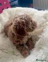 Maltipoo dogs - Advert 1