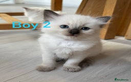 Ragdoll cats for sale: Ragdoll kittens  - Image 2