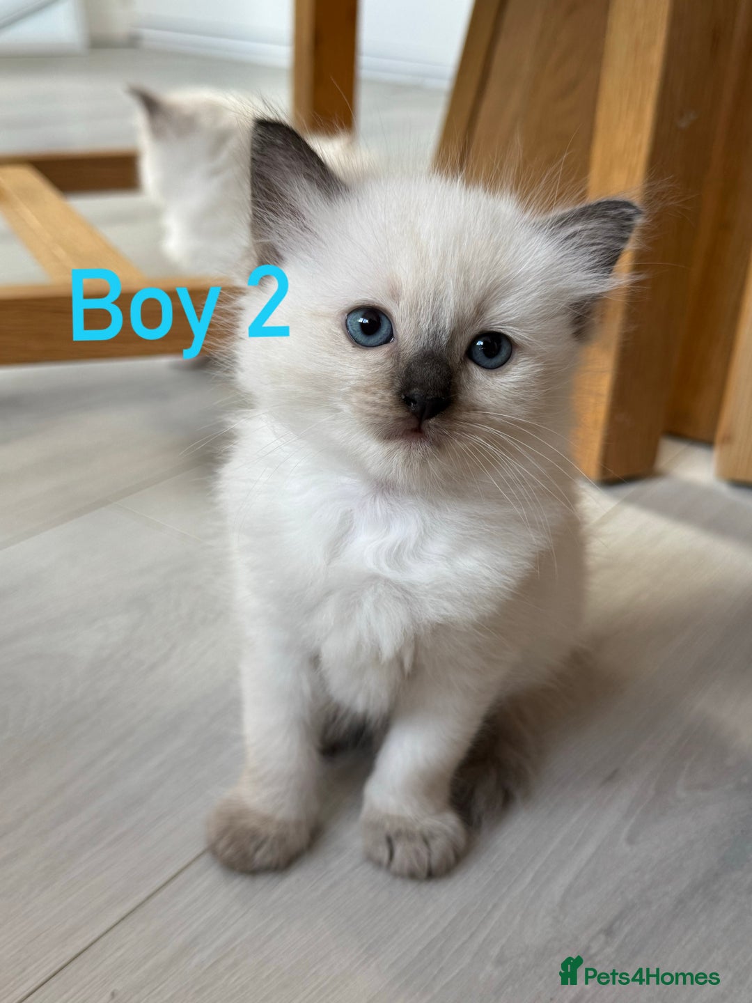 Ragdoll cats for sale: Ragdoll kittens  - Image 2