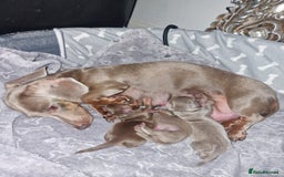 Miniature Dachshund dogs for sale: CHAMPION KC REG MINIATURE DACHSHUND PUPS.  - Image 19
