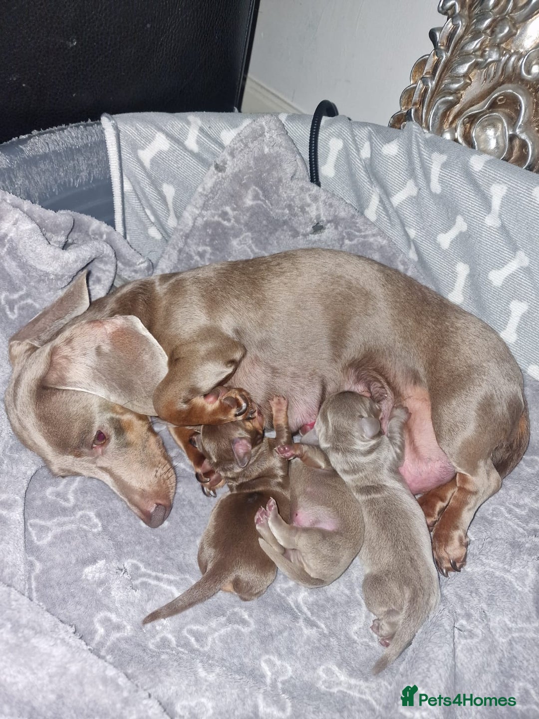 Miniature Dachshund dogs for sale: CHAMPION KC REG MINIATURE DACHSHUND PUPS.  - Image 19