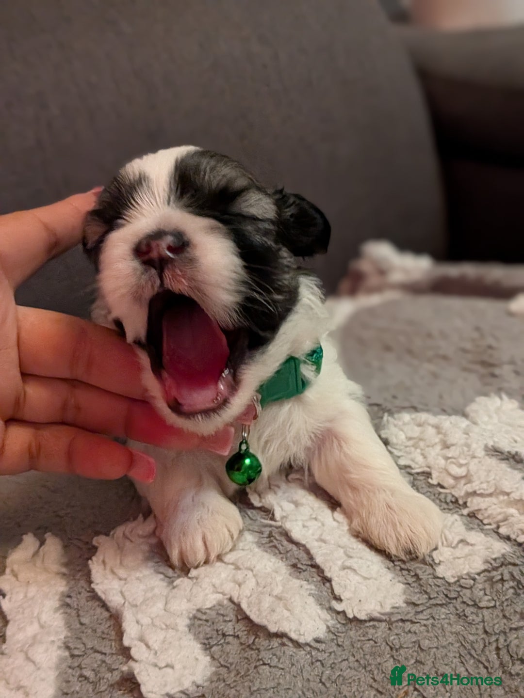Lhasa Apso dogs for sale: 4 gorgeous Lhasa apso puppies  - Image 11