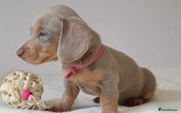 Miniature Dachshund dogs for sale:  🌟5StarsLicense+Holistic+KC+VetChecked+PRA Clear+ - Image 12