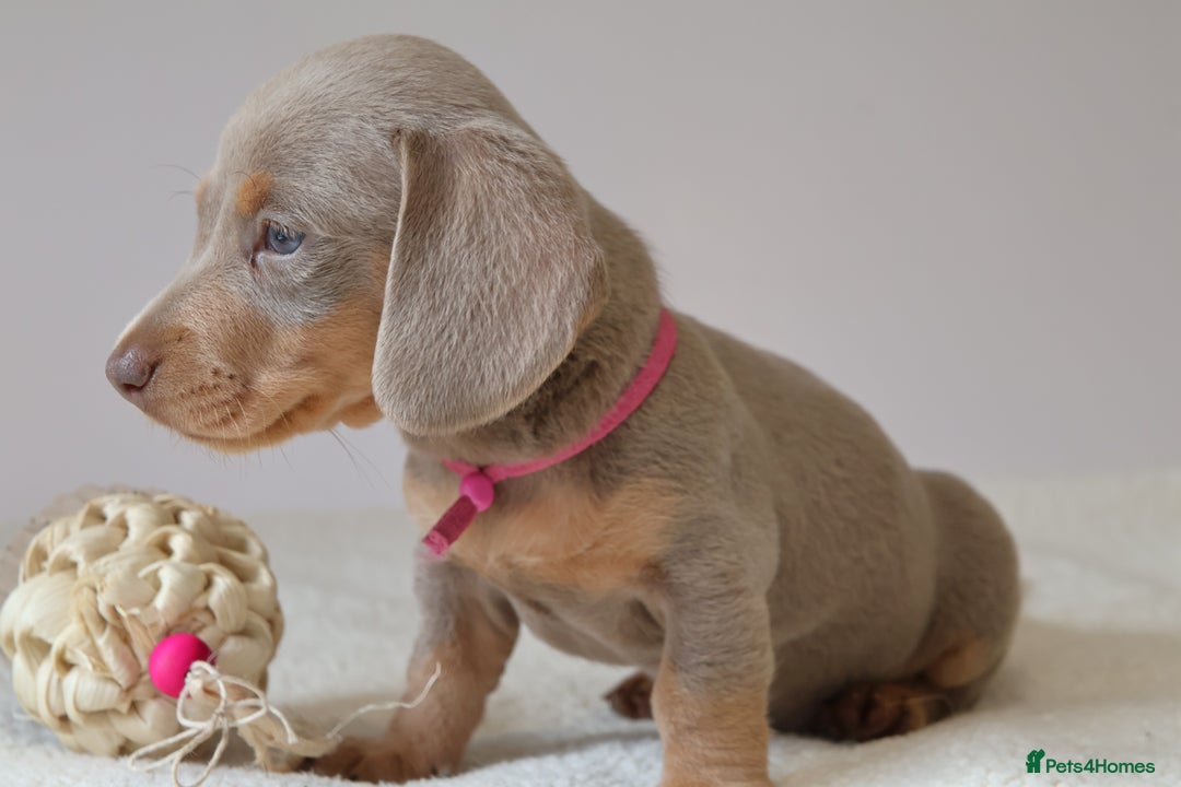 Miniature Dachshund dogs for sale:  🌟5StarsLicense+Holistic+KC+VetChecked+PRA Clear+ - Image 12