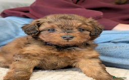 Pomapoo dogs for sale: Gorgeous Pomapoo puppies  - Image 4