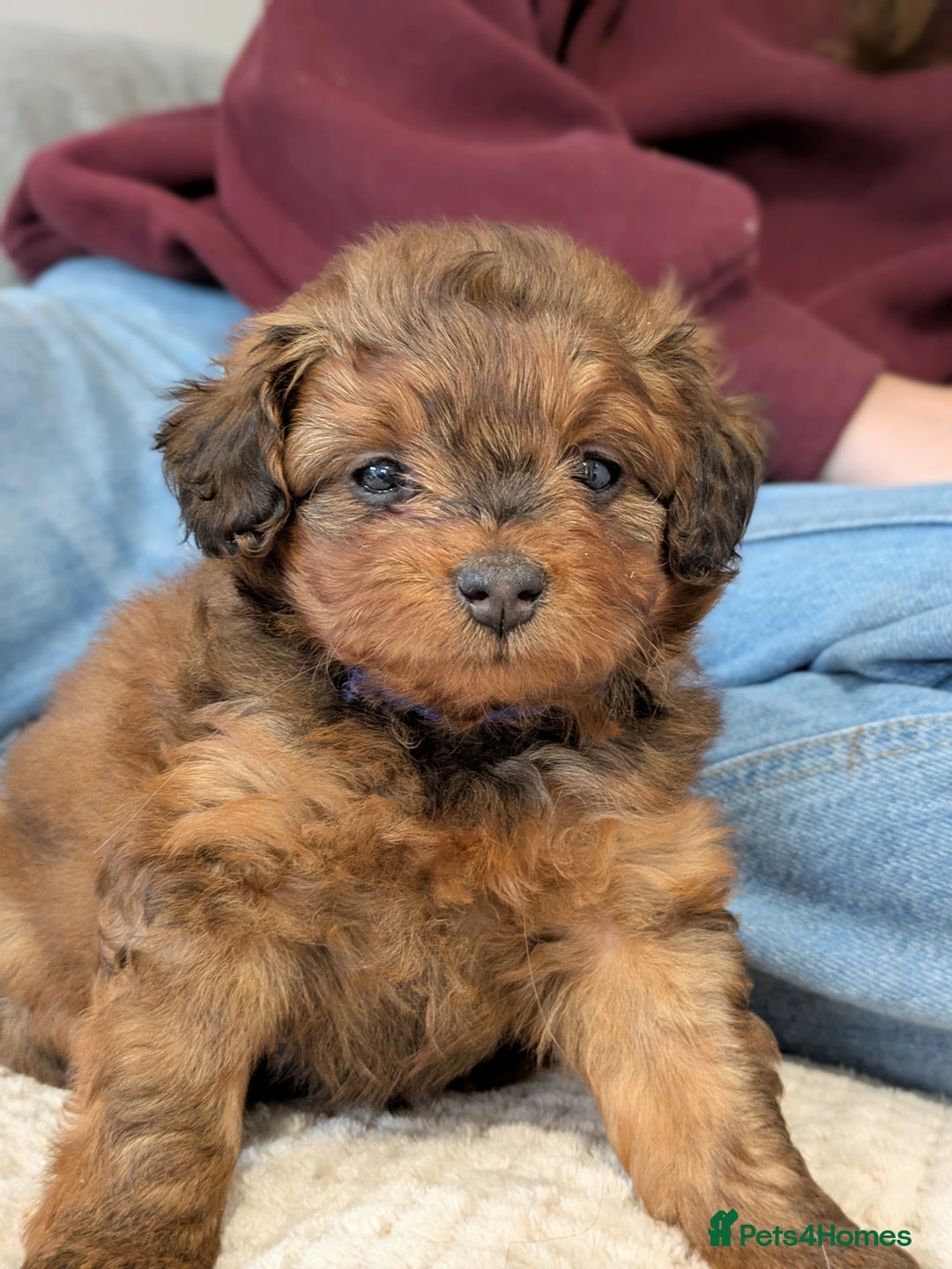 Pomapoo dogs for sale: Gorgeous Pomapoo puppies  - Image 4