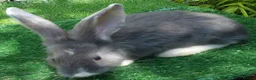 Continental Giant rabbits for sale: PURE bred Continental Giants - Vaccinated RESERVE  - Advert 7