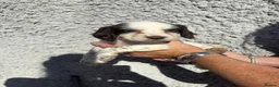 Cocker Spaniel dogs for sale: Cocker spaniel puppys - Advert 18