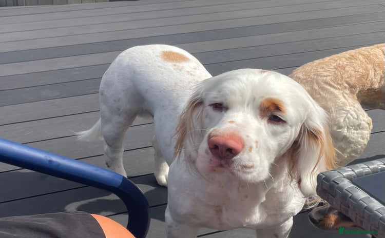 Clumber Spaniel dogs - Advert 1