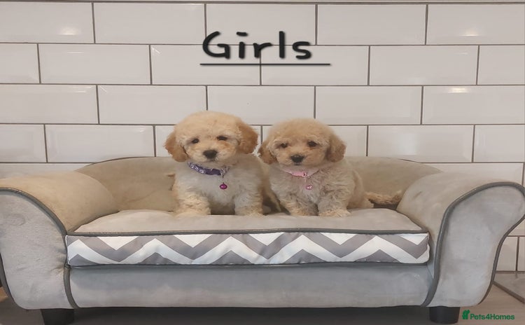 Poochon dogs - Advert 4