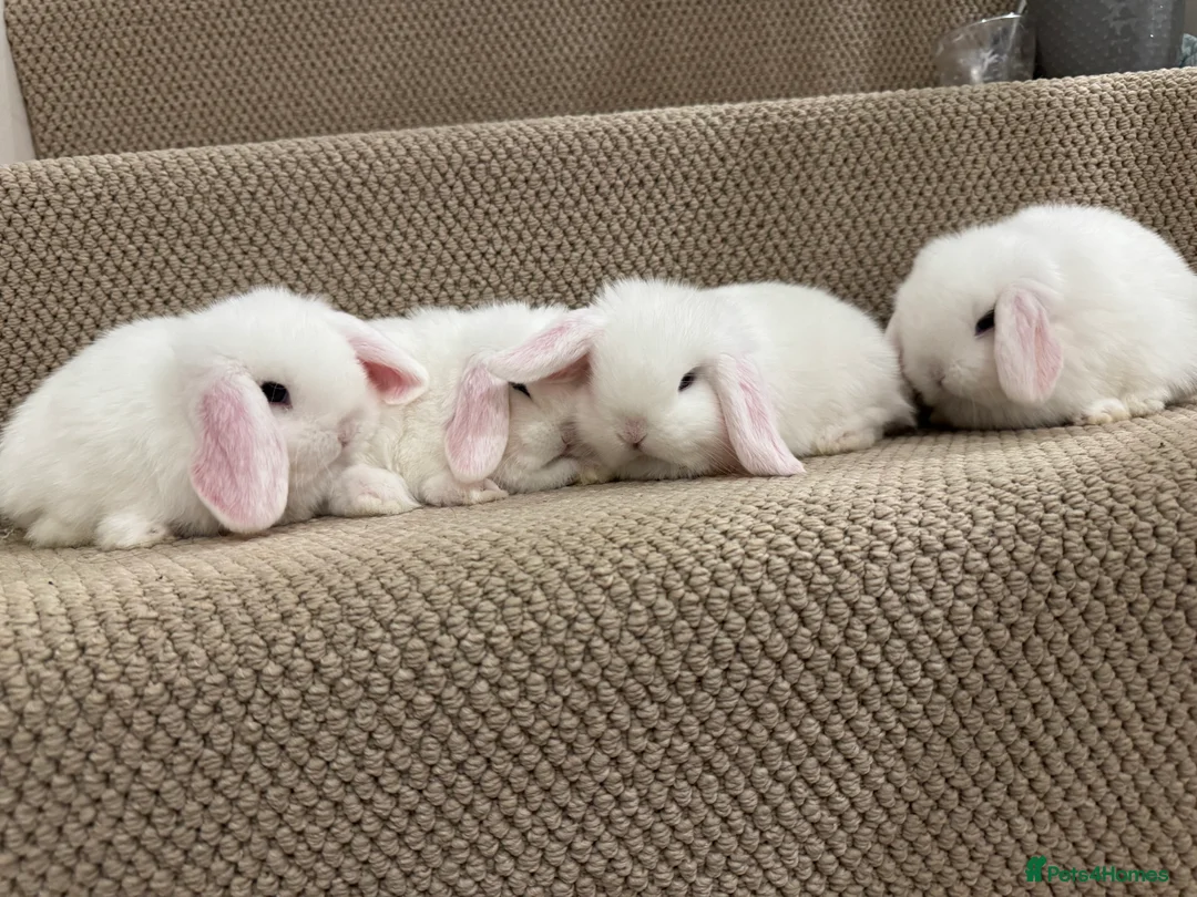 Mini Lop rabbits for sale: 6 mini lops ready to reserve  - Advert 8