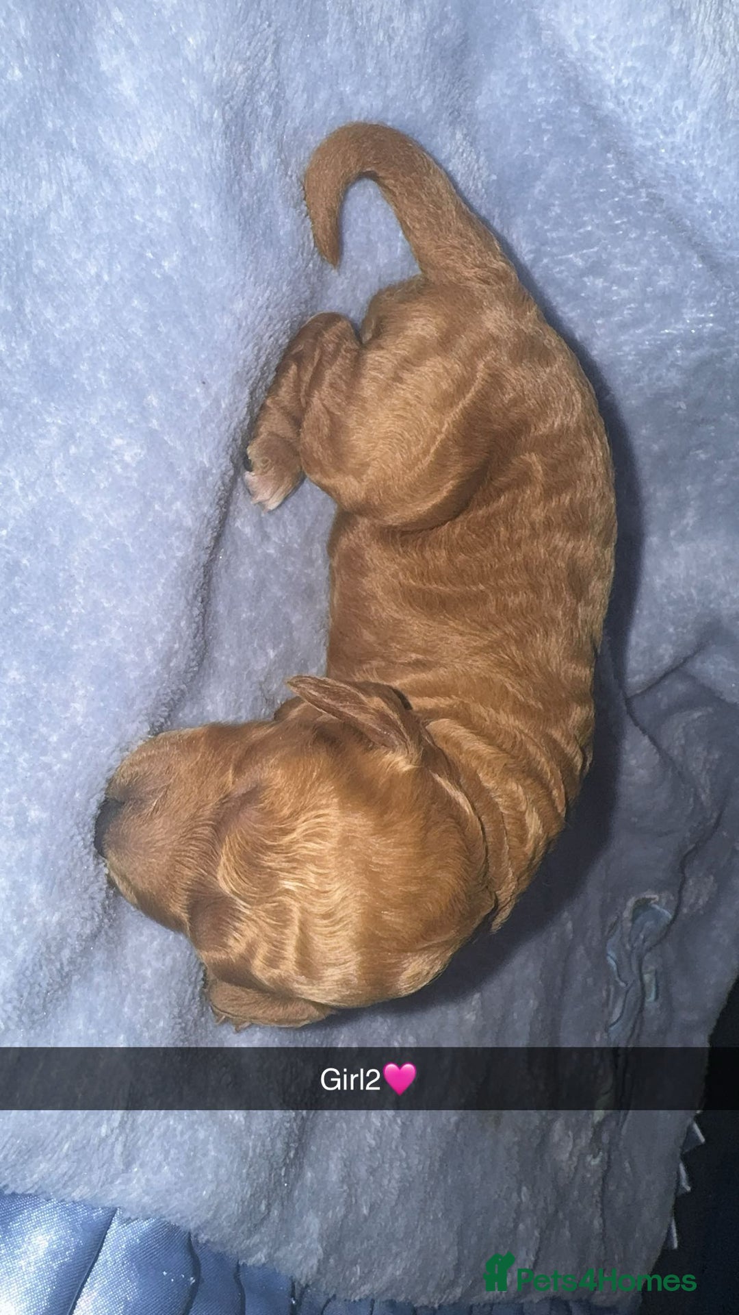 Cockapoo dogs for sale: Toy F1B cockapoo  - Image 8