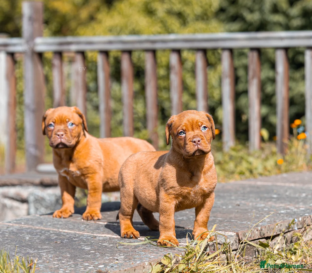 Dogue De Bordeaux dogs for sale: Dogue De Bordeaux females  - Advert 2
