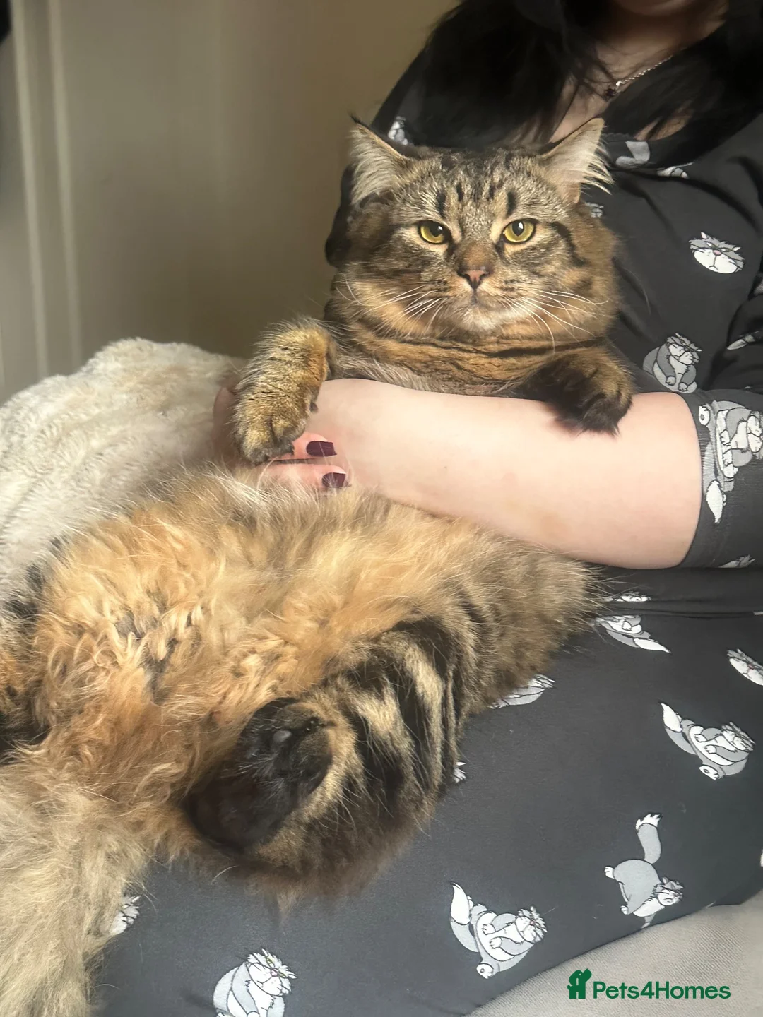 British Longhair cats for sale: 💙 meet churro 💙 in Wolverhampton - Advert 10