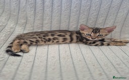 Bengal cats for sale:  🐾Four Beautiful Bengal Kittens🐾 - Image 30