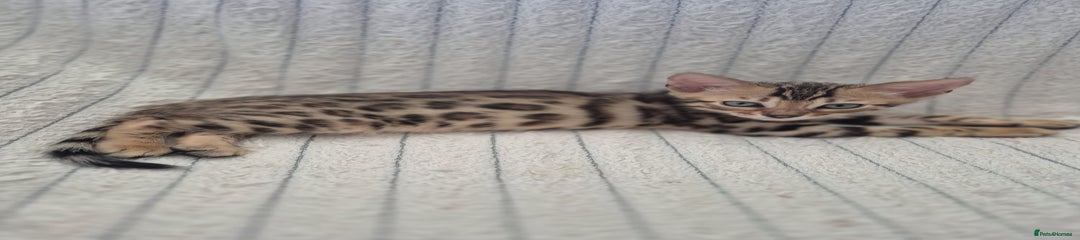Bengal Kitten 1
