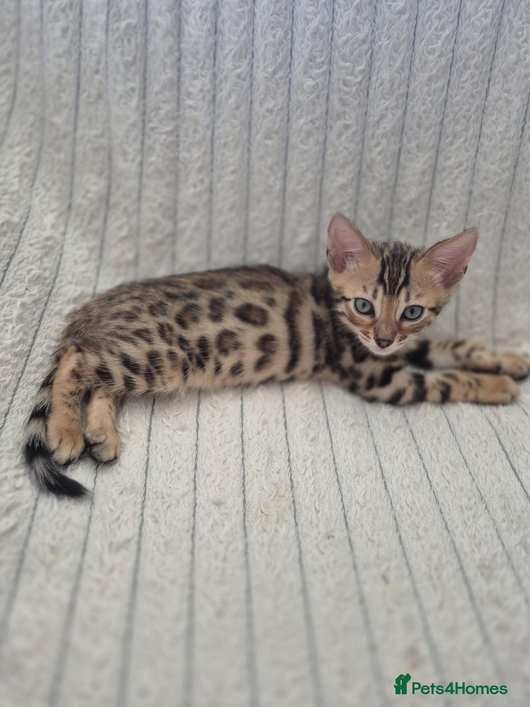 Bengal cats for sale:  🐾Four Beautiful Bengal Kittens🐾 - Image 30