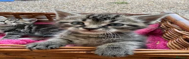 Maine Coon Kitten 4