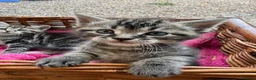 Maine Coon cats for sale: 1/2 Maine Coon Tabby, Grey Tabby and Black Kittens - Advert 3