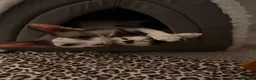 Mixed Breed cats for sale: 3 gorgeous black&white female kittens - Advert 7