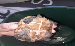 Turtle reptiles for sale: Free musk turtle  - Image 3