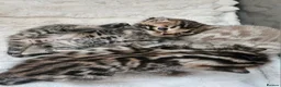 Bengal cats for sale: Stunning Bengal Kittens | TICA Registered - Advert 31