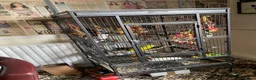 Parrots birds for sale: Regal ,rock pebbler parrots in Rotherham - Advert 4
