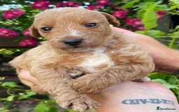 Jackapoo dogs for sale: JACKAPOO PUPPIES  in Saint Austell - Image 12