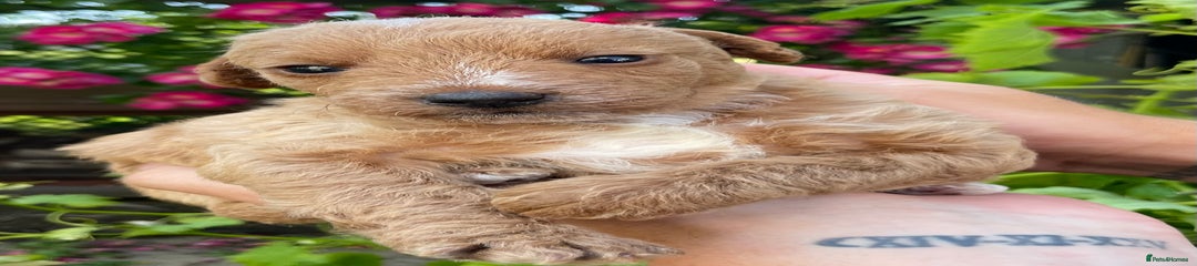 Jackapoo Puppy 5