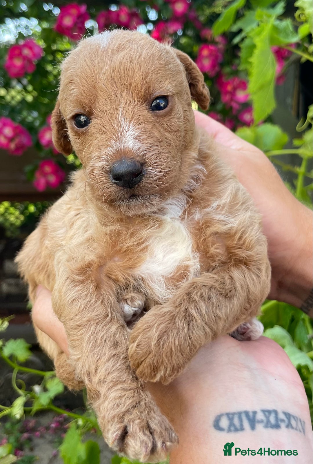 Jackapoo dogs for sale: JACKAPOO PUPPIES  in Saint Austell - Image 12