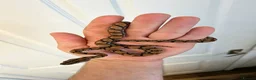 Snake reptiles for sale: Brazilian rainbow boa snake - Advert 2