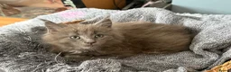 Maine Coon cats for sale: Beautiful Maine Coon kittens **READY NOW*** - Advert 27