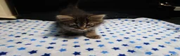 European cats for sale:  ** s in West Bromwich - Advert 4