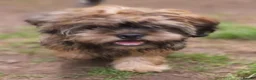 Shih Tzu dogs for sale: Pupies for sold. - Advert 11