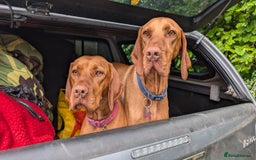 Hungarian Vizsla dogs for sale: Bela is Expecting! Hungarian Vizsla Puppies - Image 6