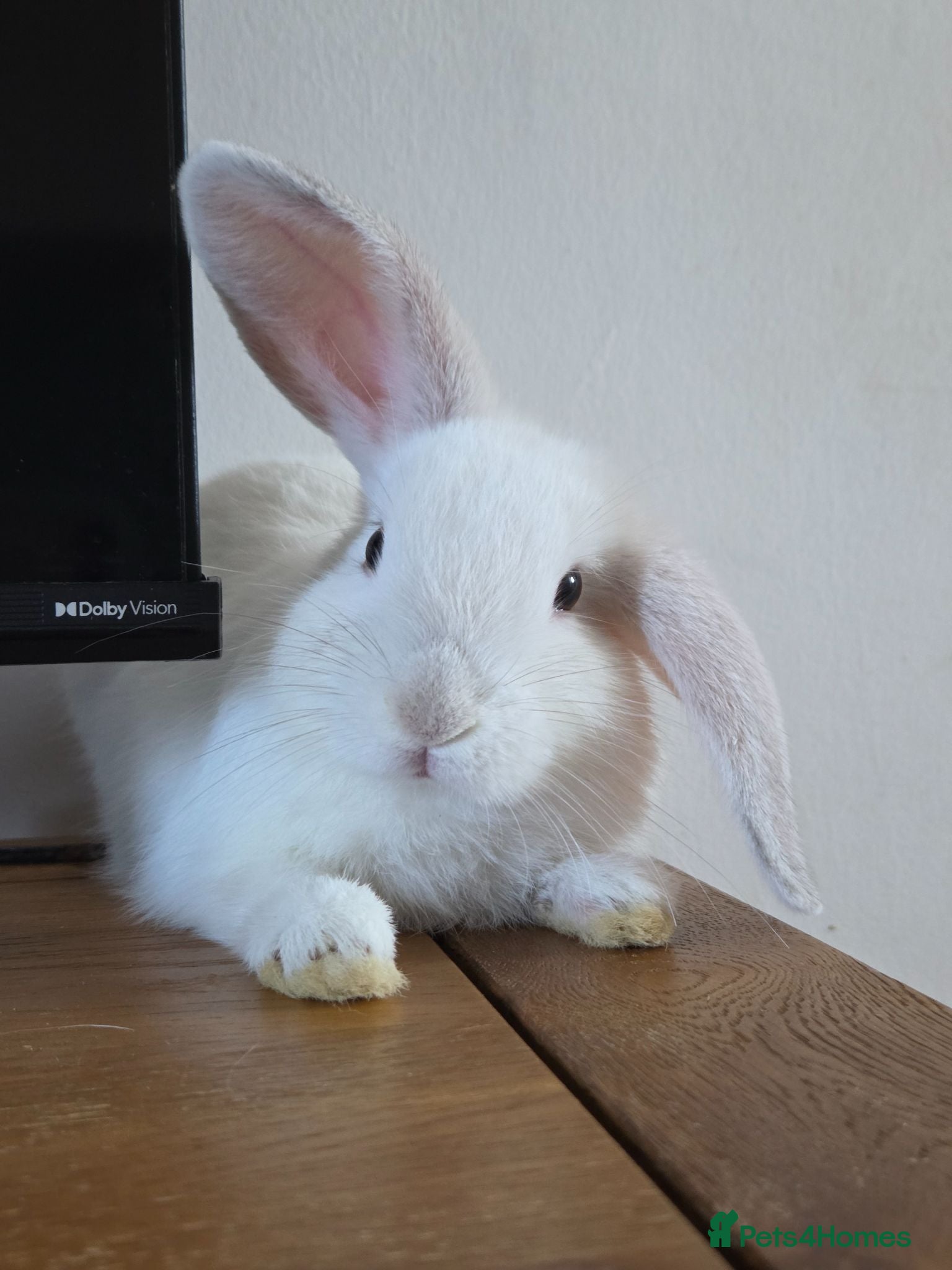 Mixed Breed rabbits LAST BABY BOY RABBIT  - Advert 15