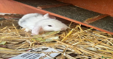 Mini Lop rabbits - Advert 7
