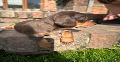 Miniature Dachshund dogs - Advert 10