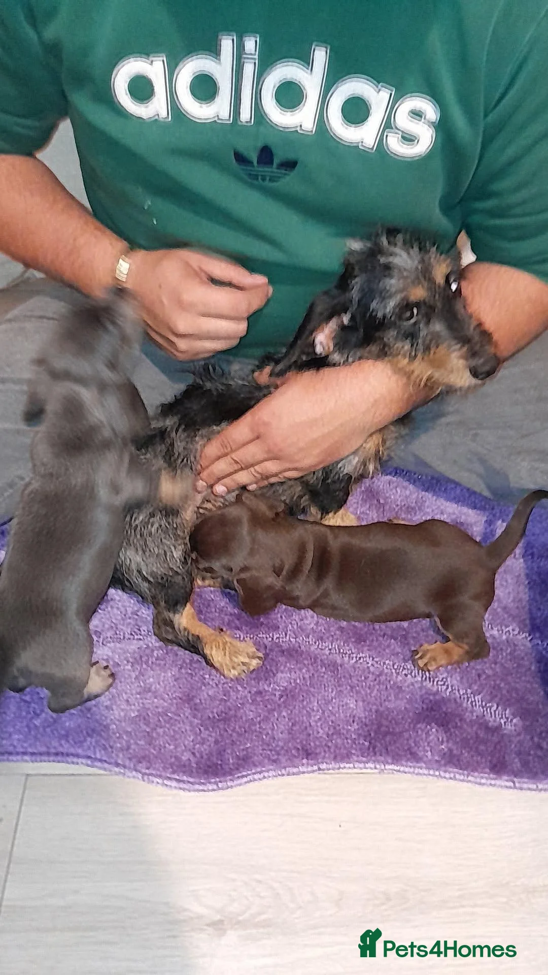 Dachshund dogs for sale: Beutyful dashound babys  - Advert 1