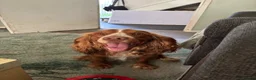 Sprocker dogs for sale: Gorgeous Sprocker puppies - Advert 18