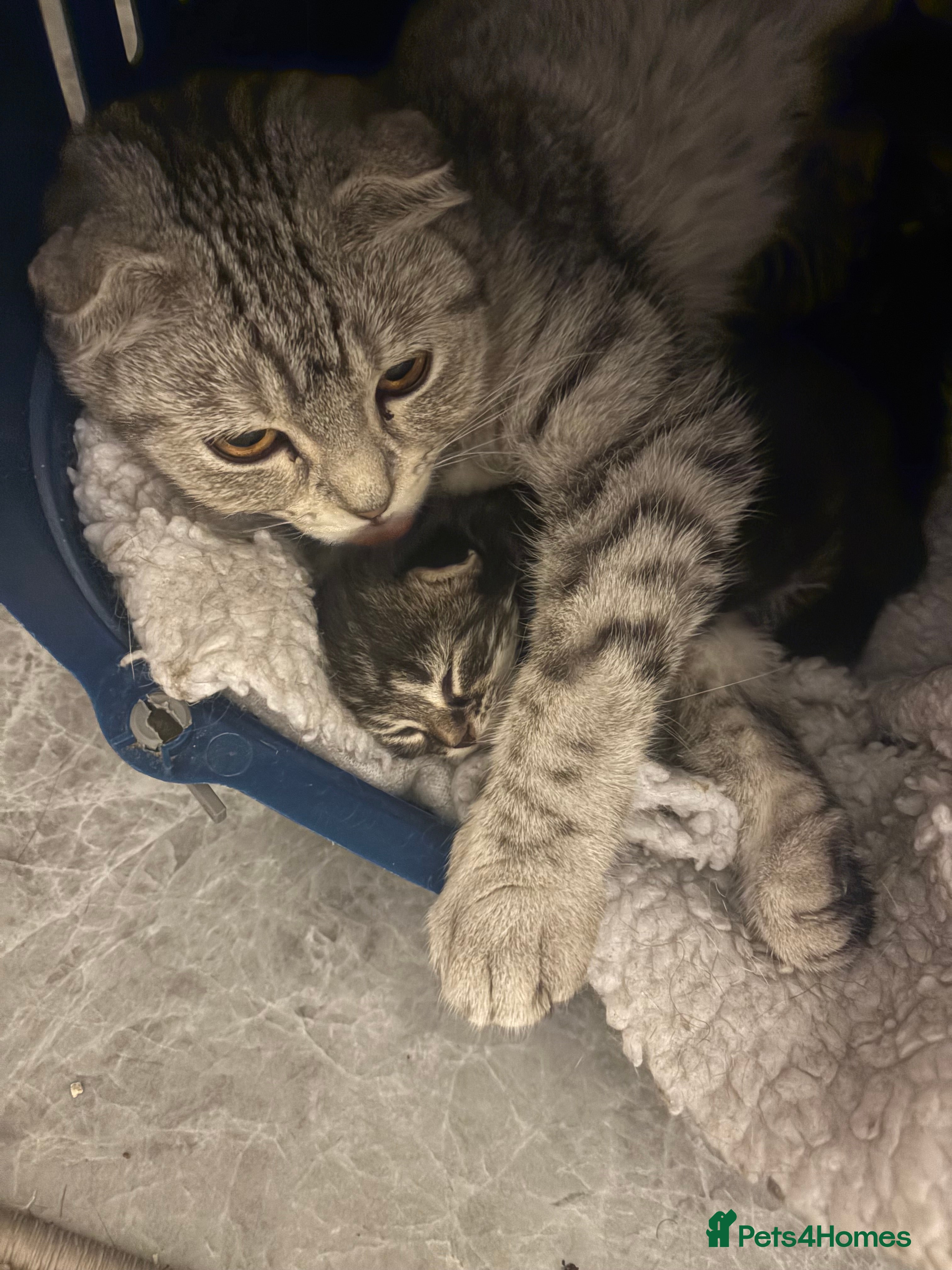 Scottish Fold cats Rare Scottish Fold - Nebelung Kittens in Liverpool - Advert 8