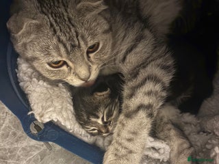 Scottish Fold cats Rare Scottish Fold - Nebelung Kittens in Liverpool - Advert 8