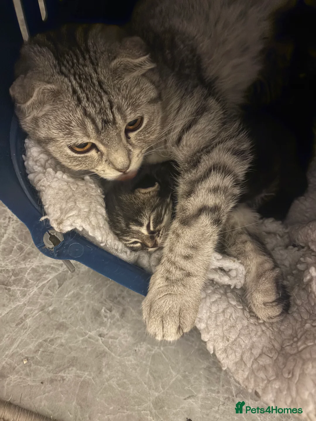 Scottish Fold cats for sale: 🐱💗💝 Ready to go on the 14th of February 💝 💗🐱 - Advert 5