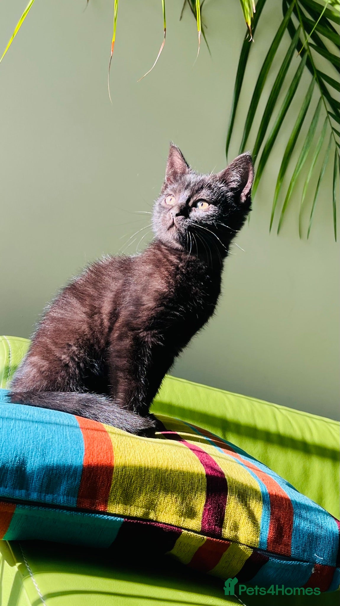 Mixed Breed cats Kittens for sale ,mixed breed, wonderful behaviour - Advert 1